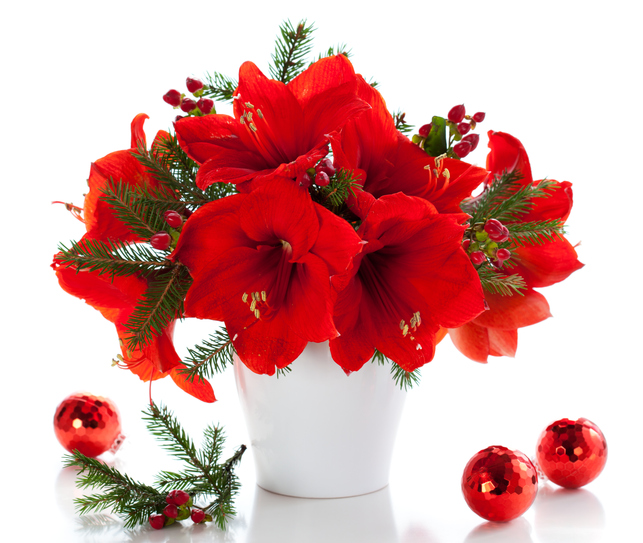 Red amaryllis flowers in white vase.