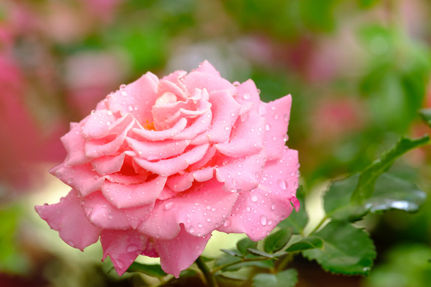 Bareroot rose in garden