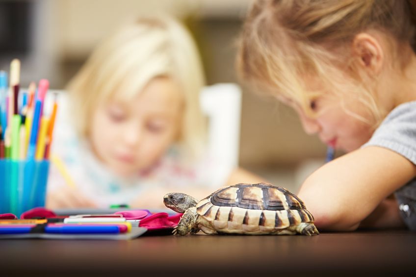 Easy Pets for Kids