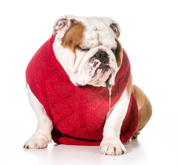 Drooling bulldog in red shrunken sweater.