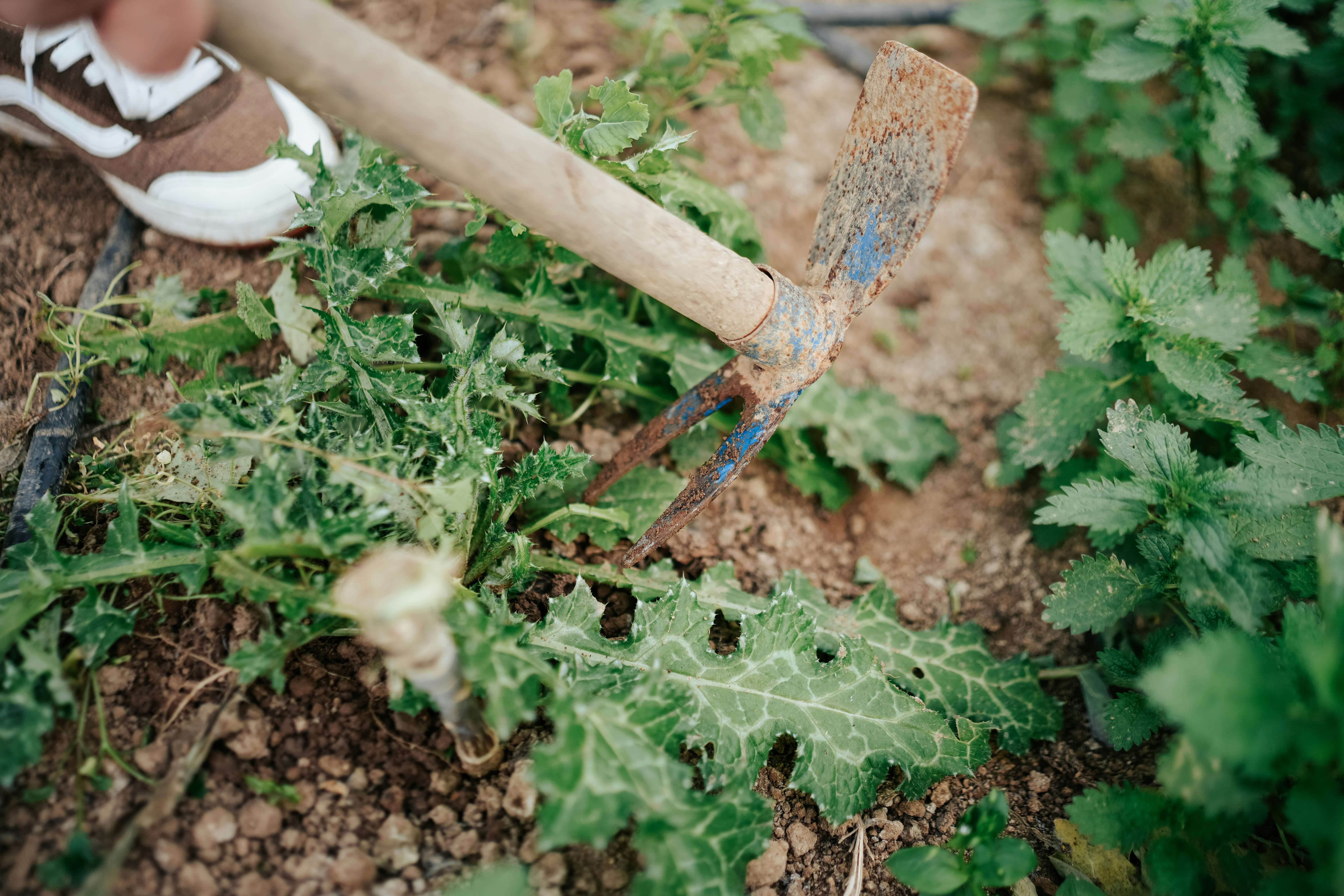 Weed removal from a backyard garden.